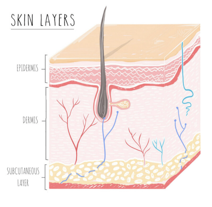 Epidermis And Dermis What Is The Epidermis?