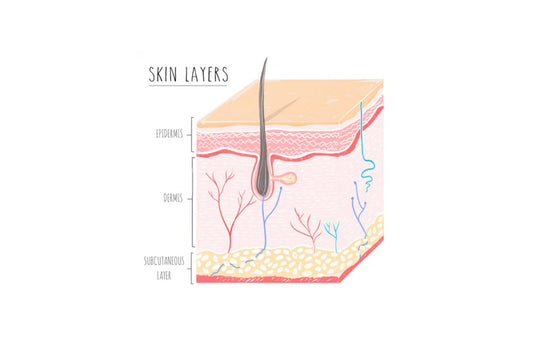 Layers of the Skin